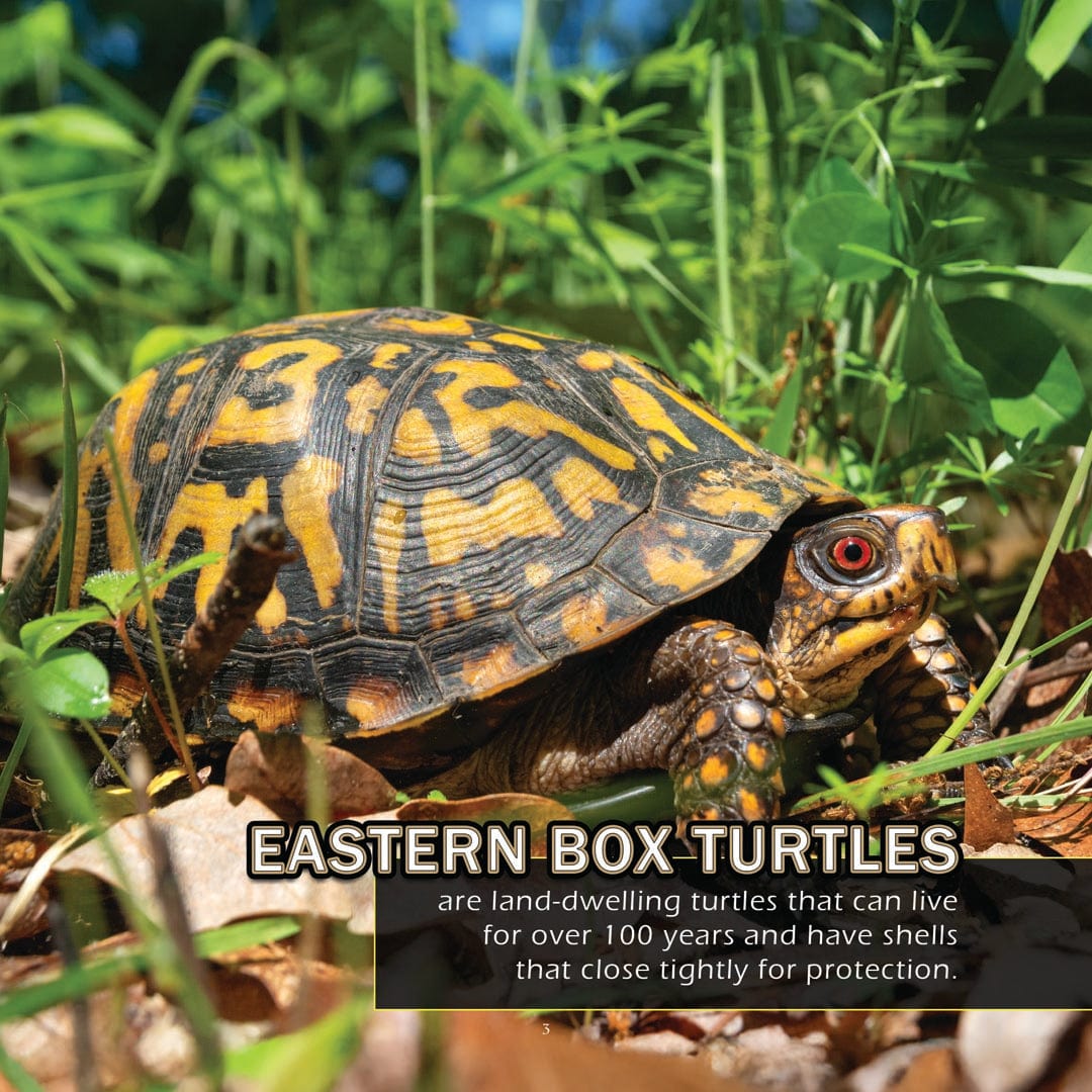 Animals of Ohio! A My Incredible World Picture Book for Children