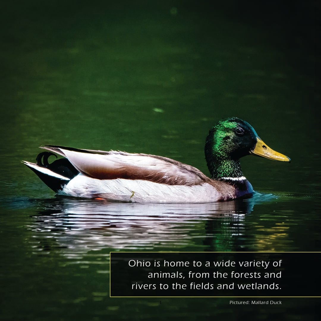 Animals of Ohio! A My Incredible World Picture Book for Children
