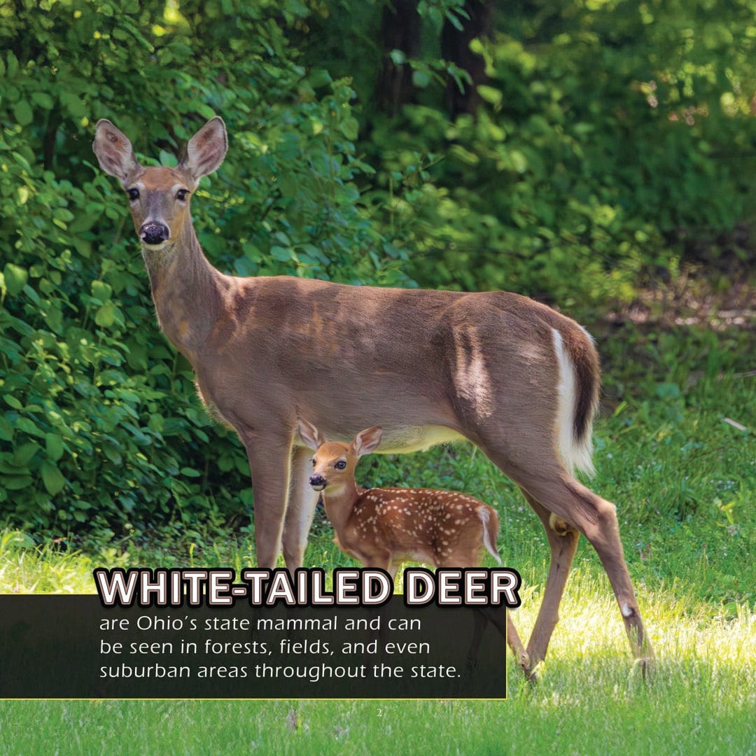 Animals of Ohio! A My Incredible World Picture Book for Children