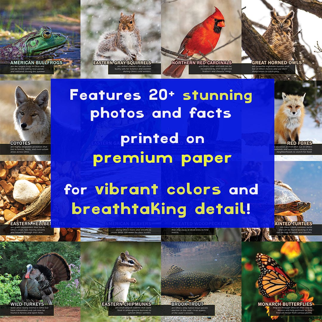 Animals of Ohio! A My Incredible World Picture Book for Children