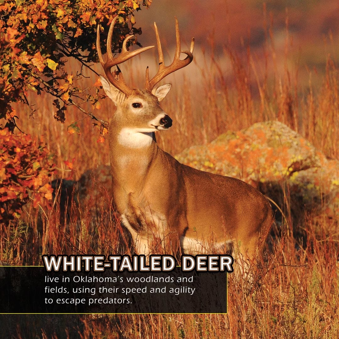 Animals of Oklahoma! A My Incredible World Picture Book for Children