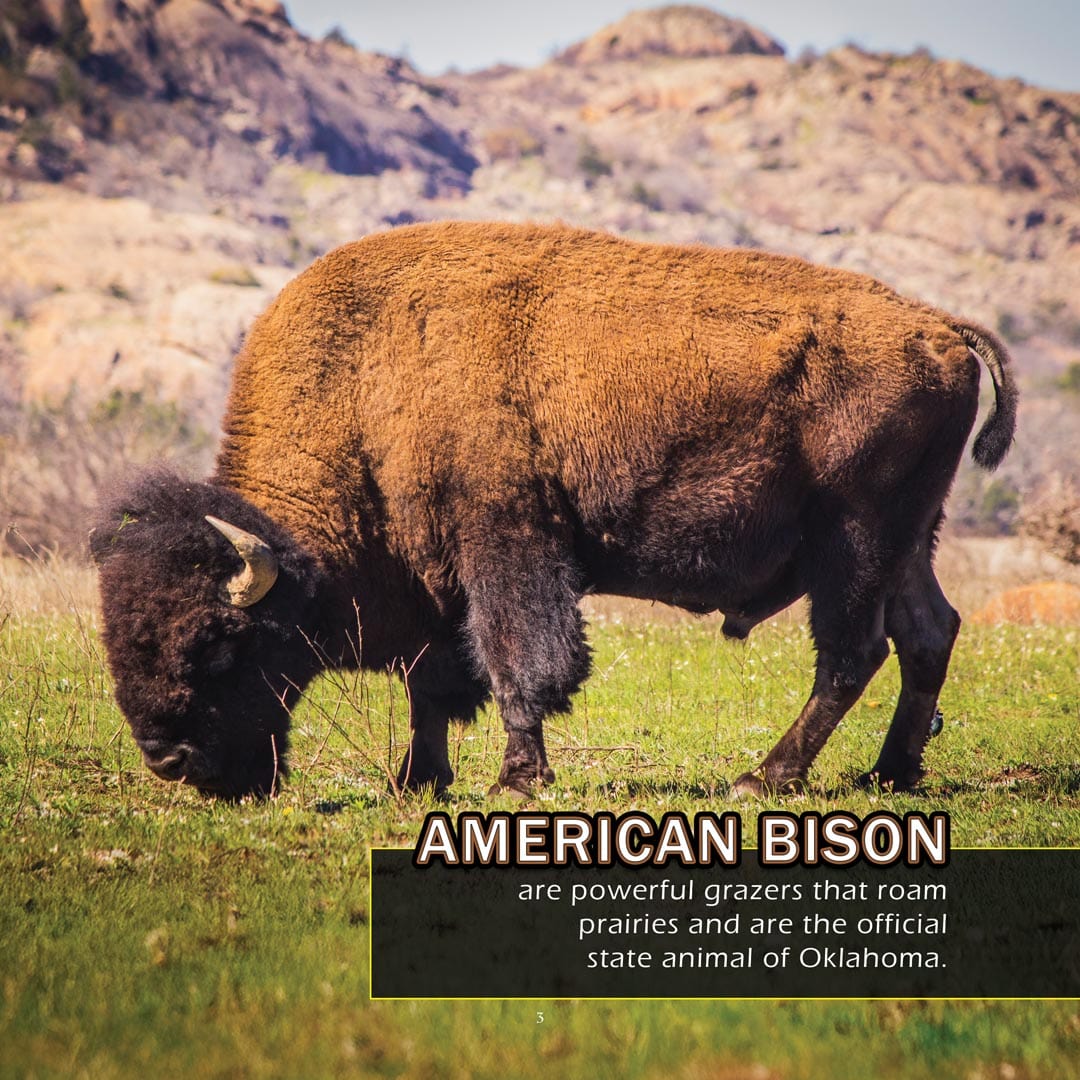 Animals of Oklahoma! A My Incredible World Picture Book for Children