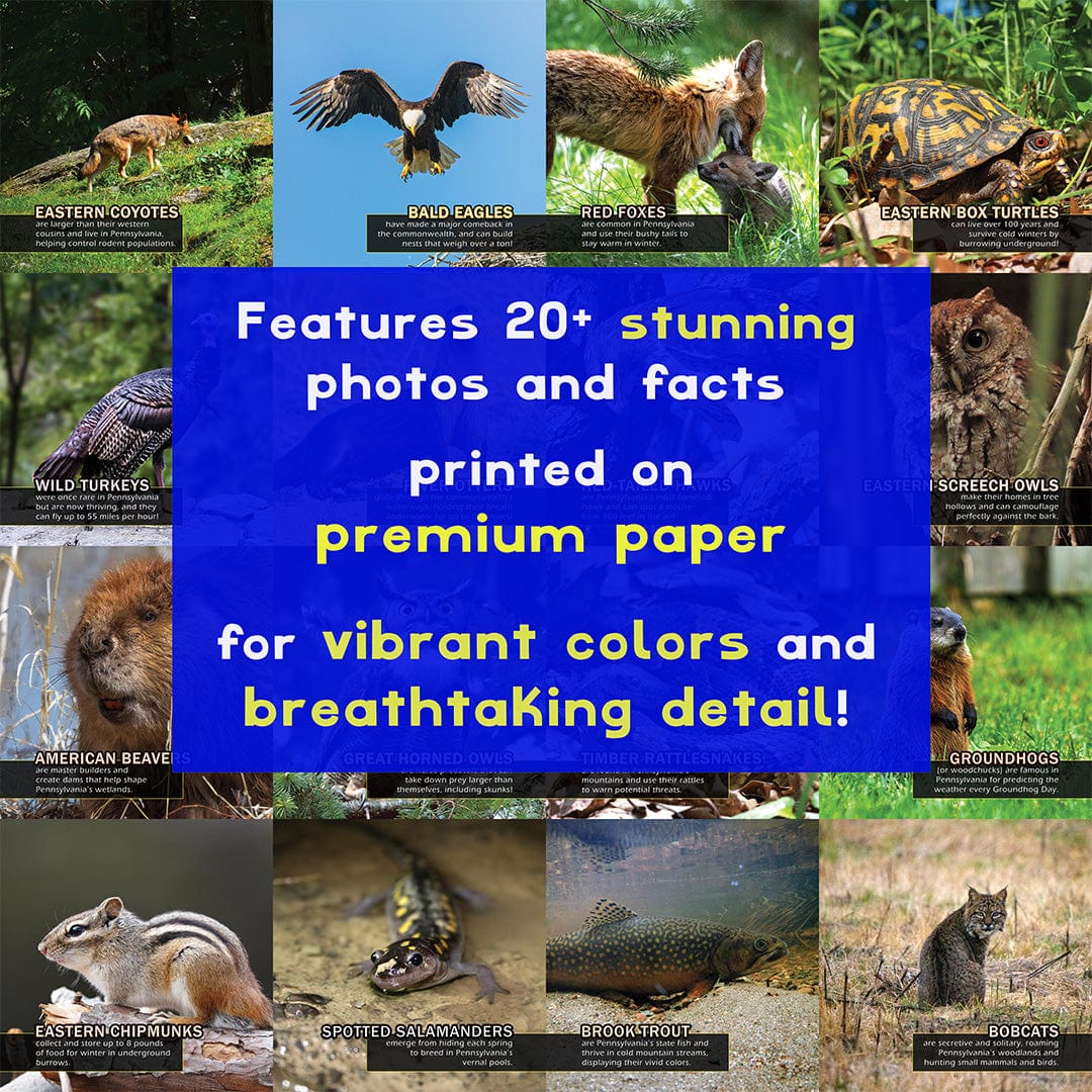 Animals of Pennsylvania! A My Incredible World Picture Book for Children