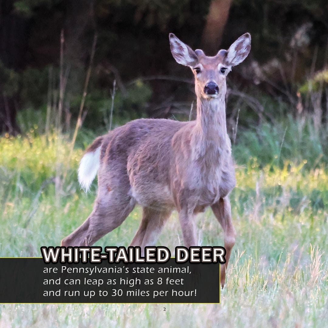 Animals of Pennsylvania! A My Incredible World Picture Book for Children