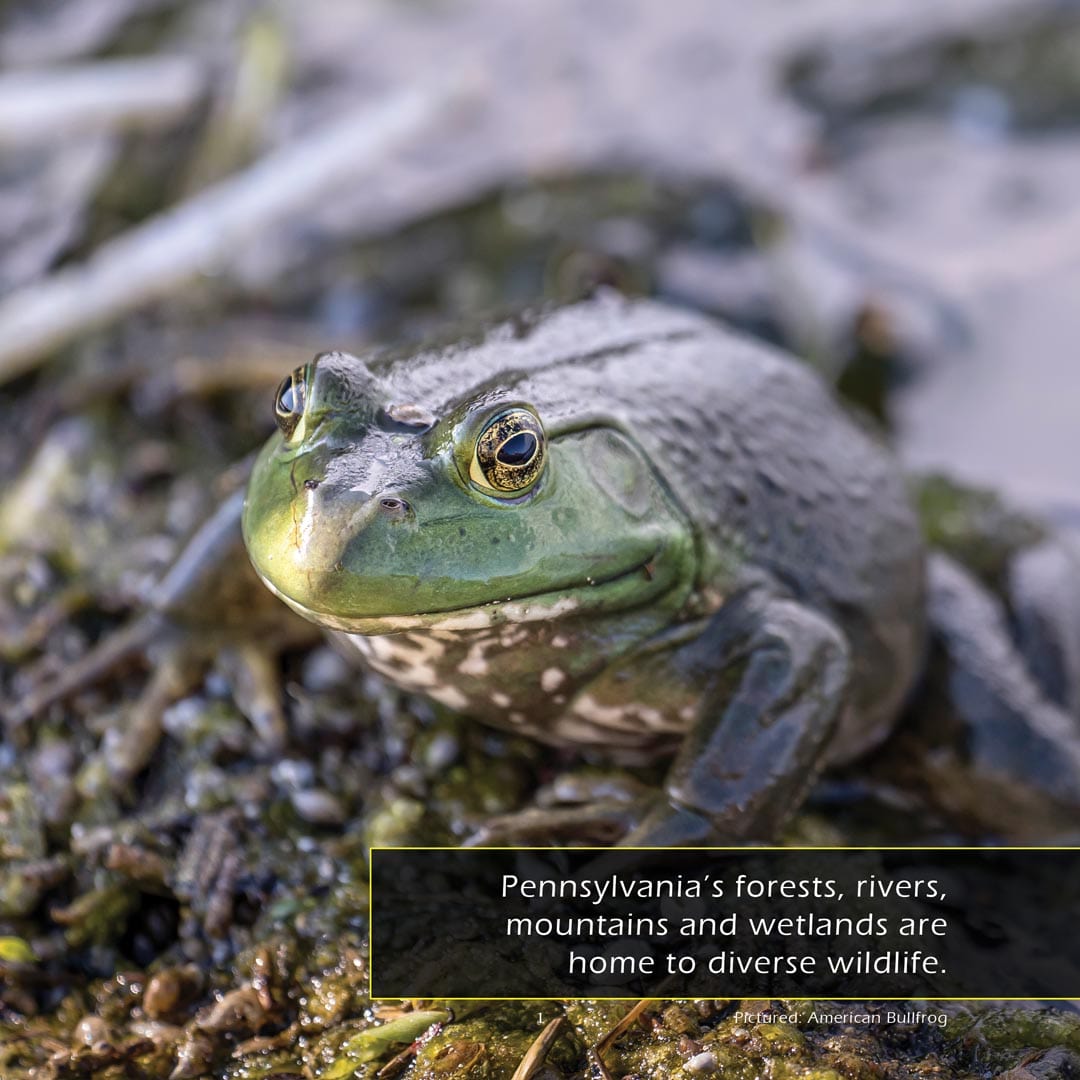 Animals of Pennsylvania! A My Incredible World Picture Book for Children