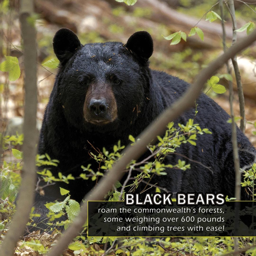 Animals of Pennsylvania! A My Incredible World Picture Book for Children