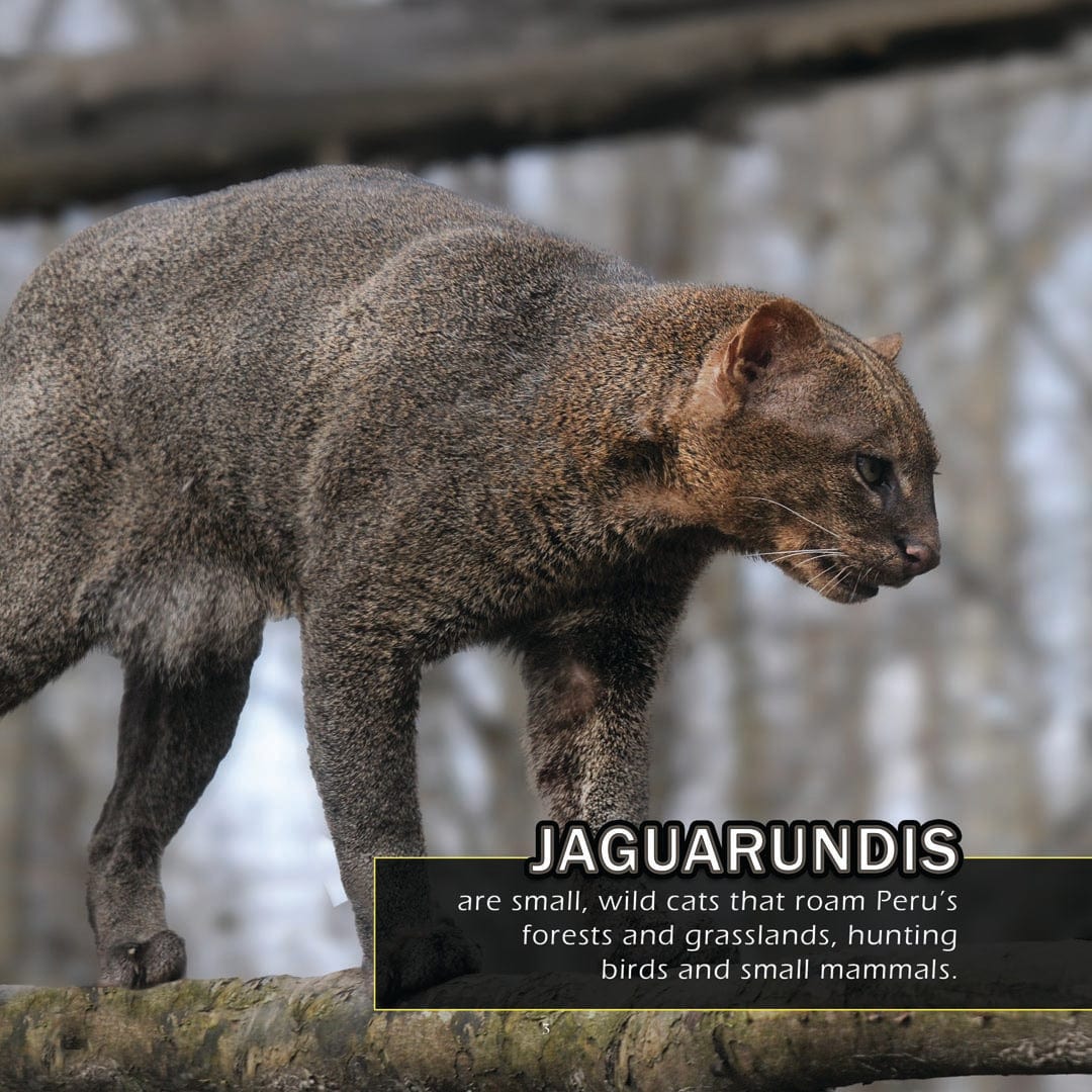 Animals of Peru! A My Incredible World Picture Book for Children