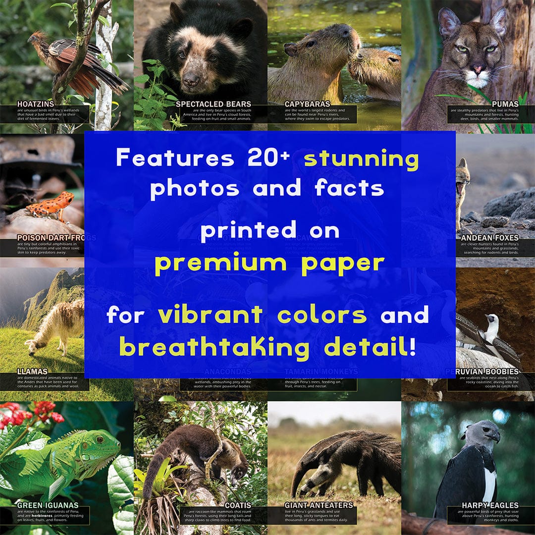 Animals of Peru! A My Incredible World Picture Book for Children