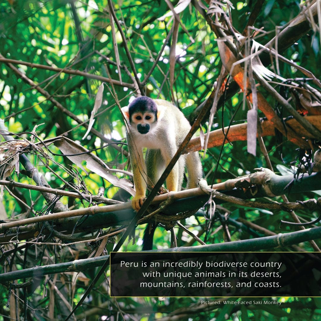 Animals of Peru! A My Incredible World Picture Book for Children