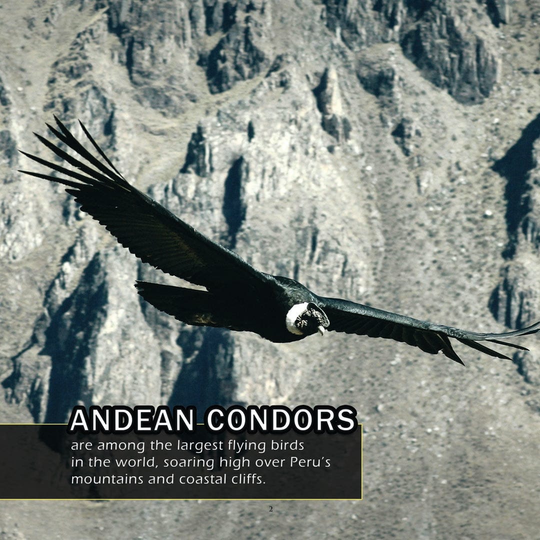 Animals of Peru! A My Incredible World Picture Book for Children