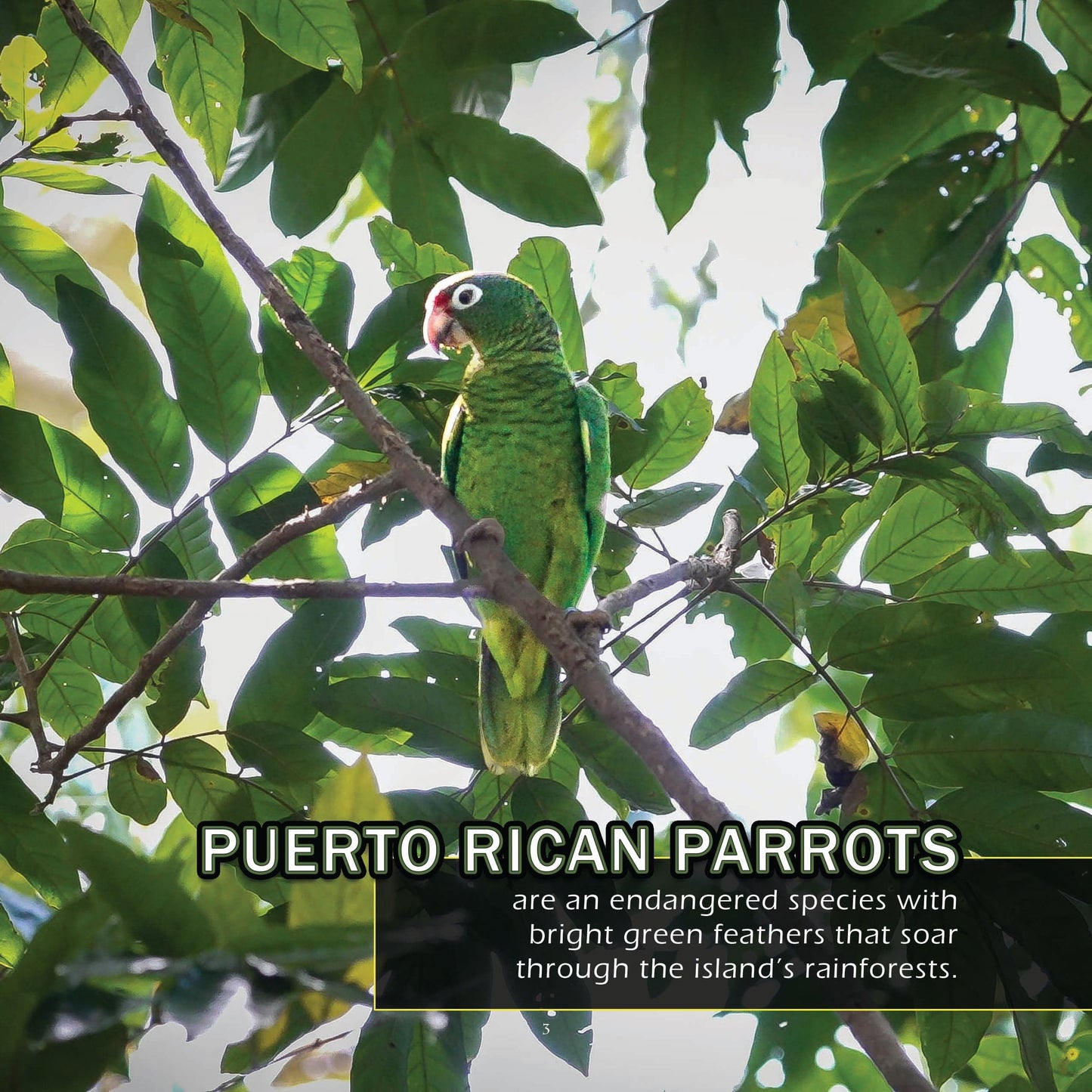 Animals of Puerto Rico! A My Incredible World Picture Book for Children