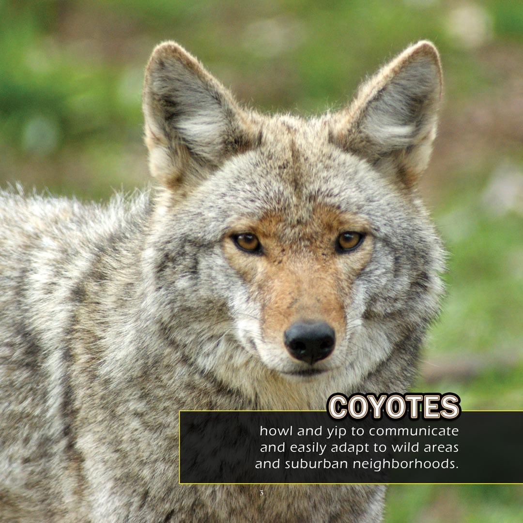 Animals of Rhode Island! A My Incredible World Picture Book for Children