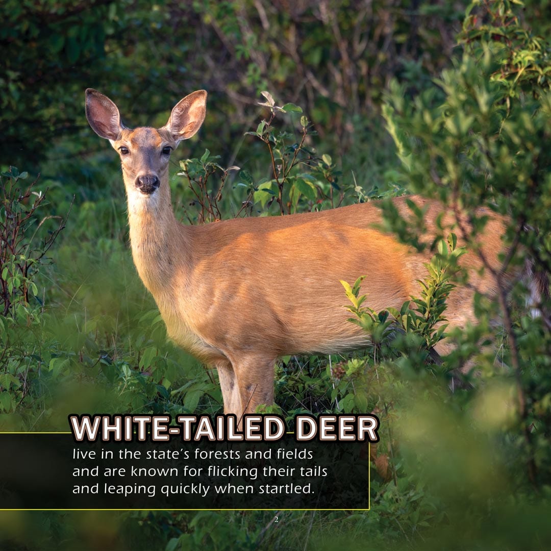 Animals of Rhode Island! A My Incredible World Picture Book for Children