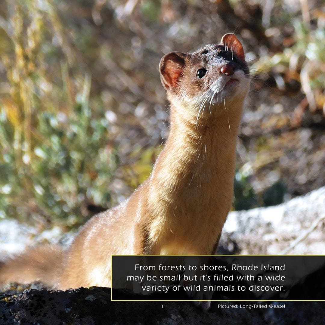 Animals of Rhode Island! A My Incredible World Picture Book for Children