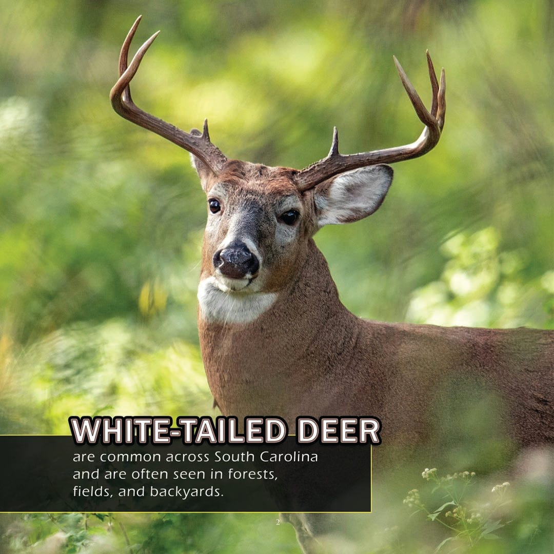 Animals of South Carolina! A My Incredible World Picture Book for Children