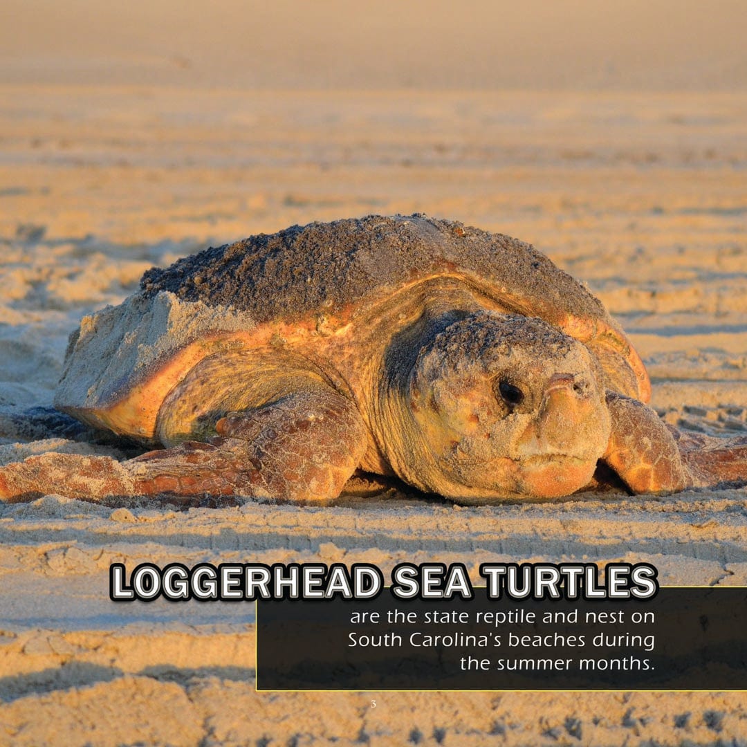 Animals of South Carolina! A My Incredible World Picture Book for Children