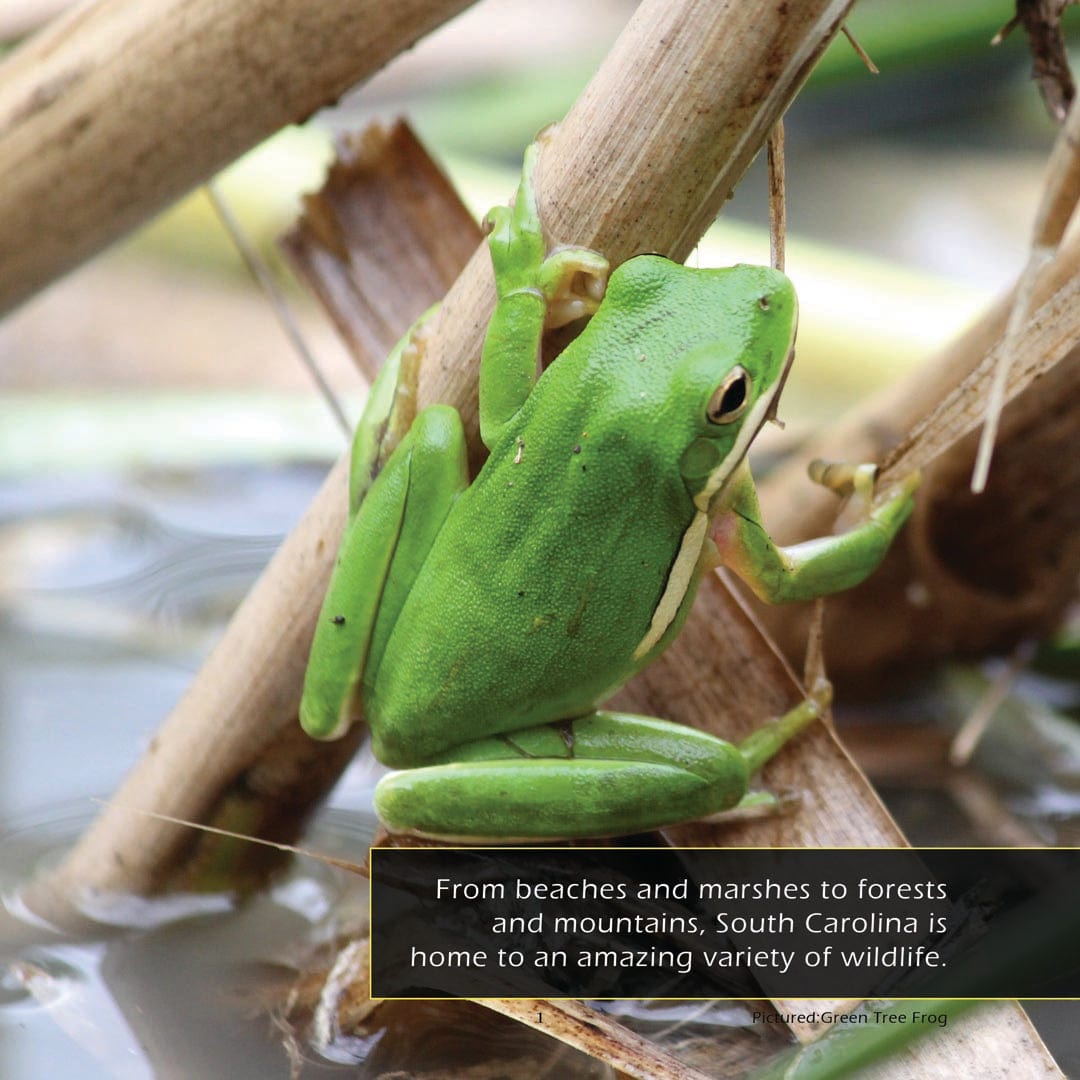 Animals of South Carolina! A My Incredible World Picture Book for Children