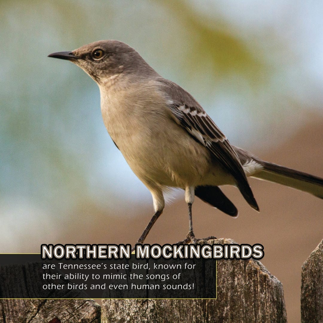 Animals of Tennessee! A My Incredible World Picture Book for Children