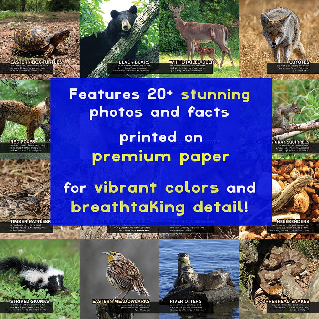 Animals of Tennessee! A My Incredible World Picture Book for Children