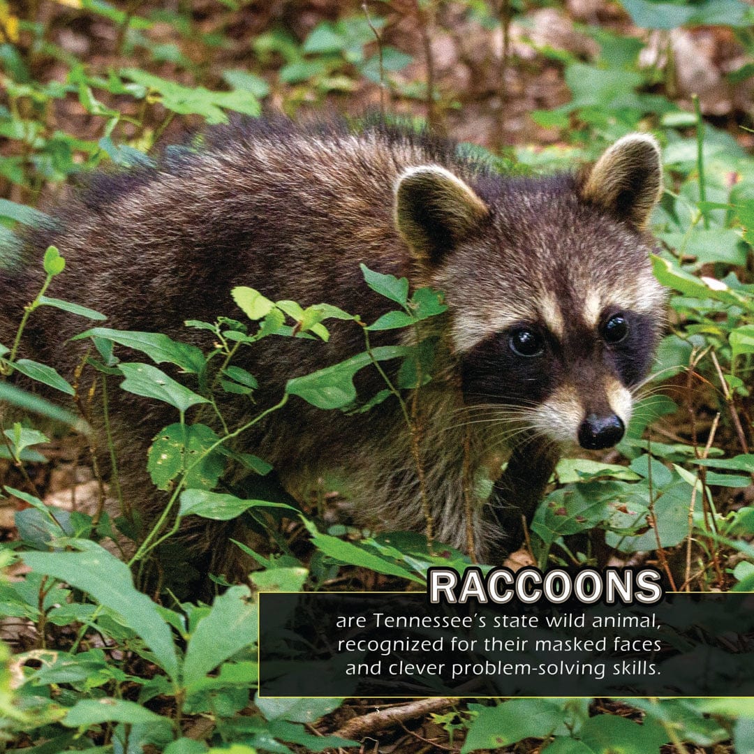 Animals of Tennessee! A My Incredible World Picture Book for Children