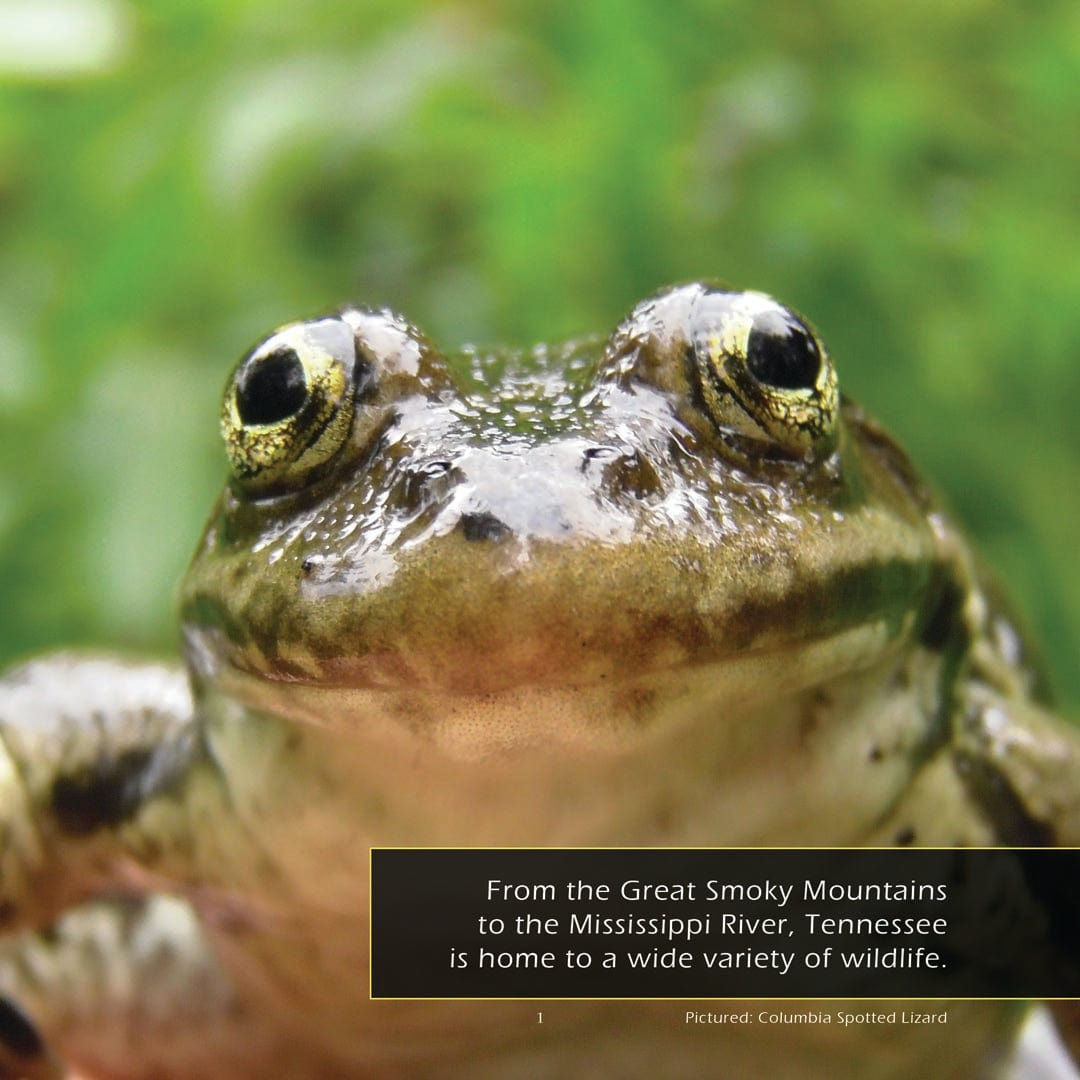 Animals of Tennessee! A My Incredible World Picture Book for Children