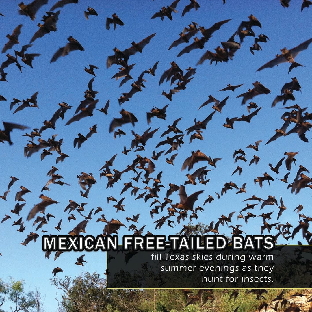 Animals of Texas! A My Incredible World Picture Book for Children