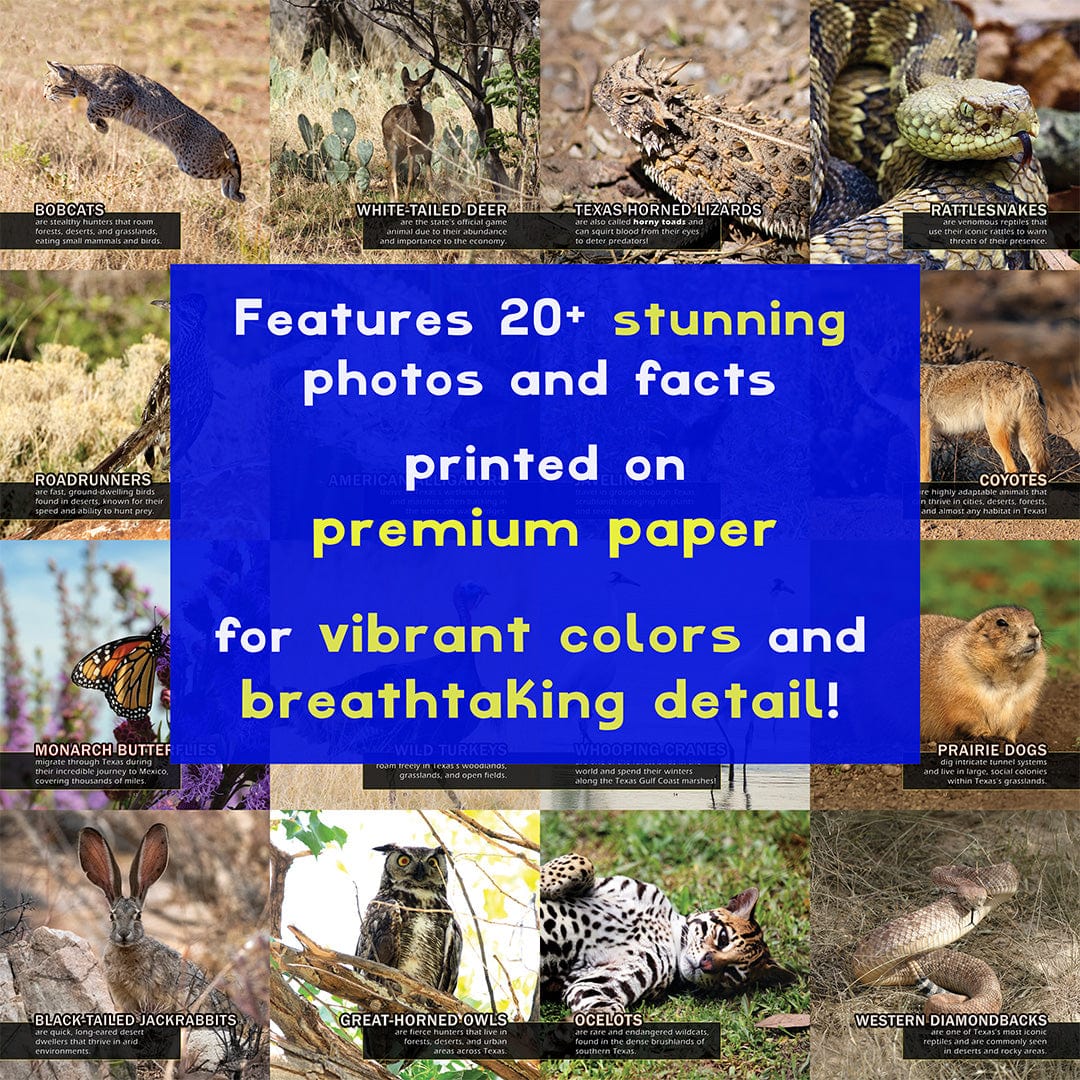 Animals of Texas! A My Incredible World Picture Book for Children