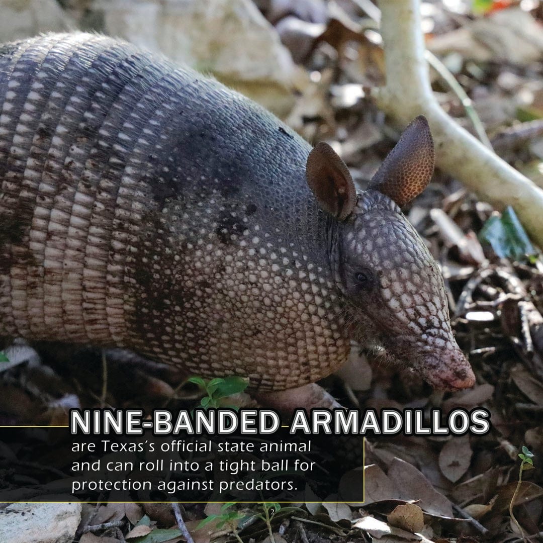 Animals of Texas! A My Incredible World Picture Book for Children