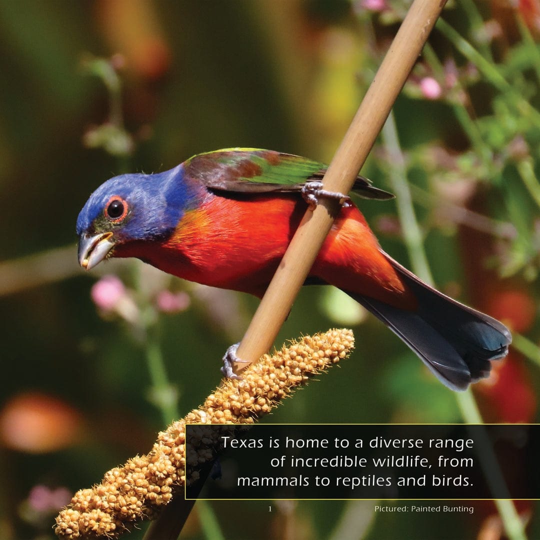 Animals of Texas! A My Incredible World Picture Book for Children