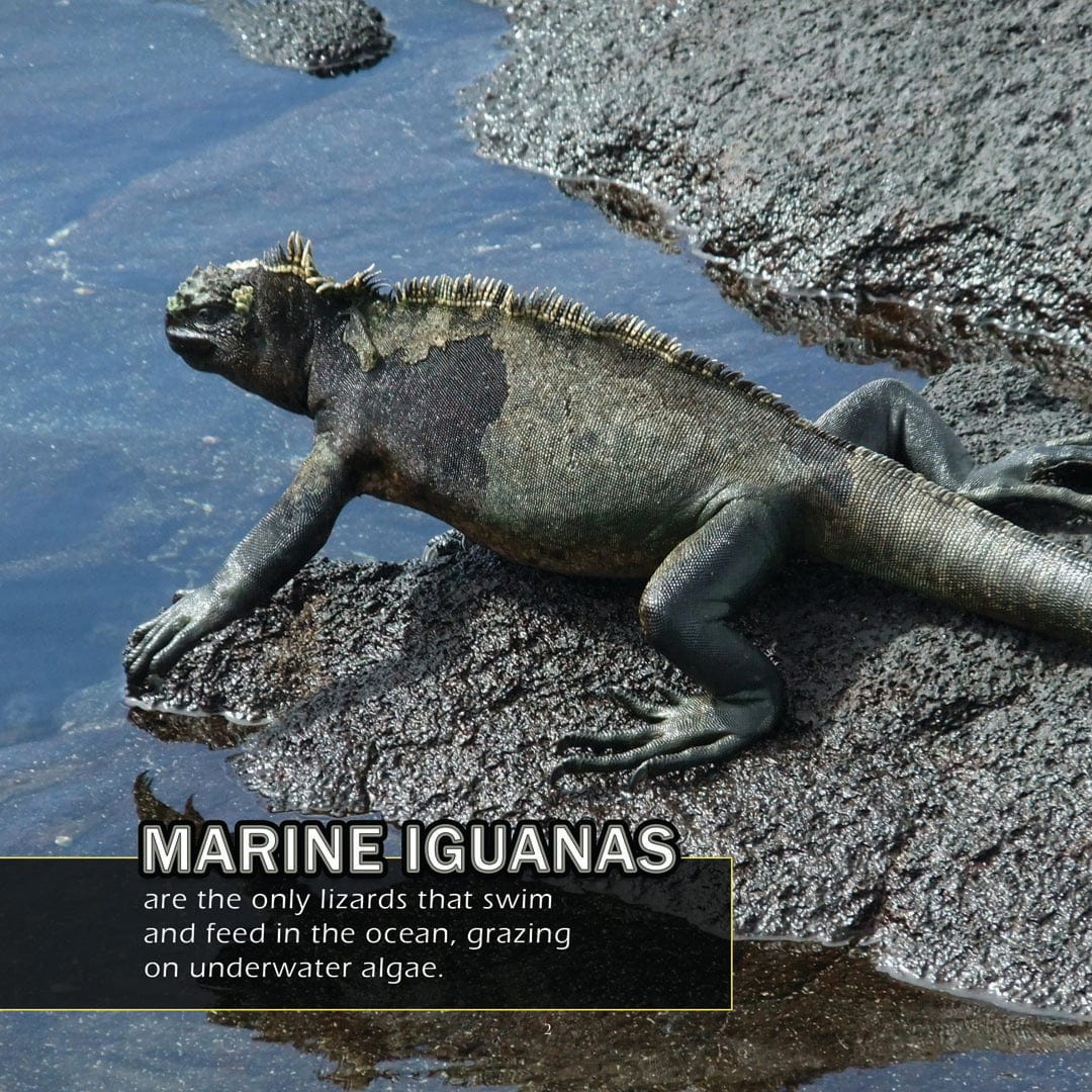 Animals of The Galapagos! A My Incredible World Picture Book for Children