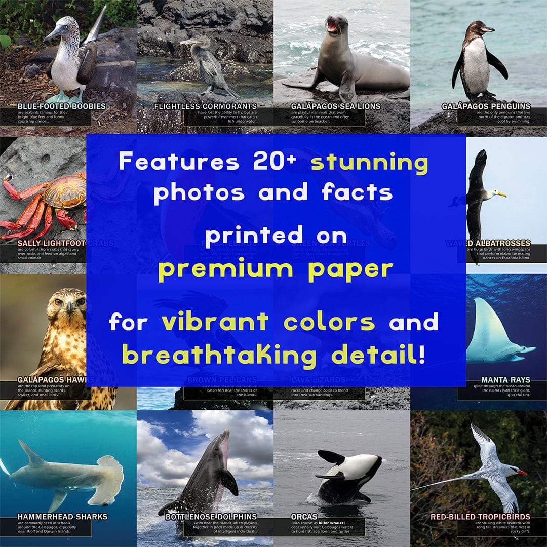 Animals of The Galapagos! A My Incredible World Picture Book for Children