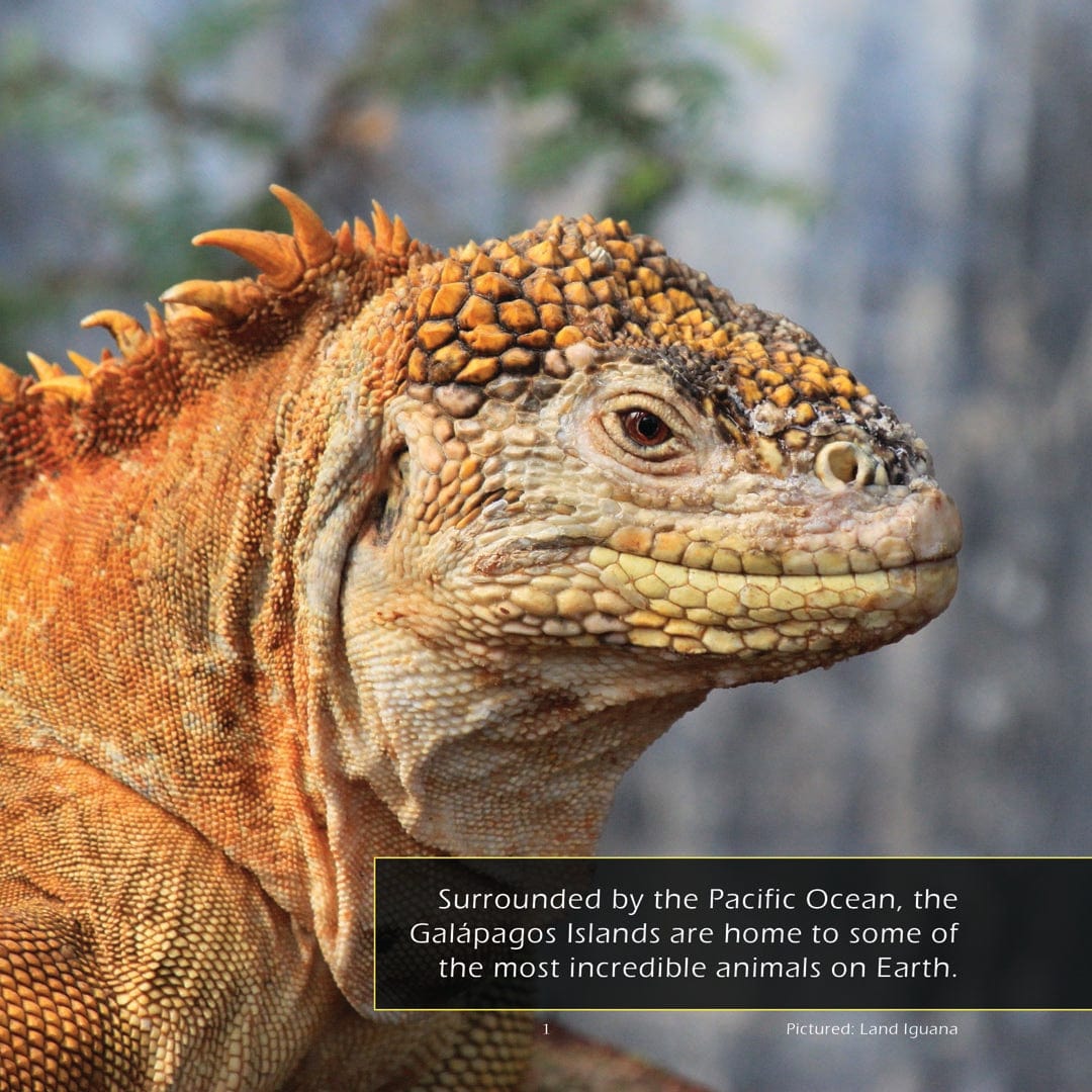 Animals of The Galapagos! A My Incredible World Picture Book for Children