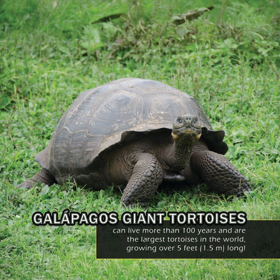 Animals of The Galapagos! A My Incredible World Picture Book for Children