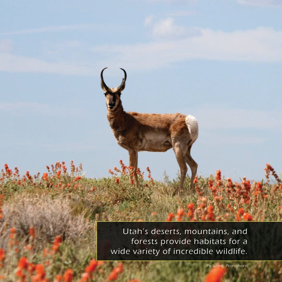 Animals of Utah! A My Incredible World Picture Book for Children