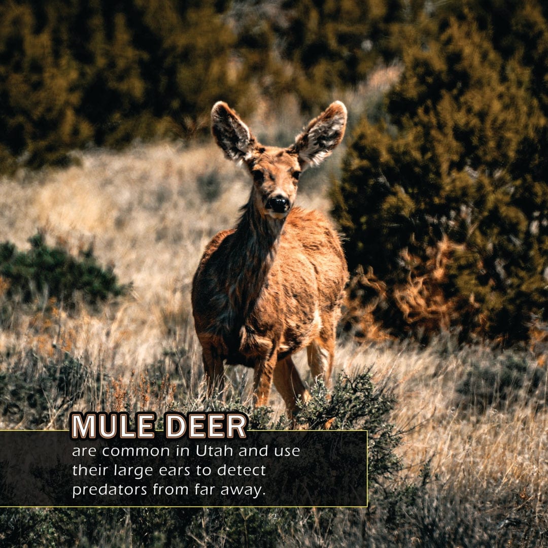 Animals of Utah! A My Incredible World Picture Book for Children