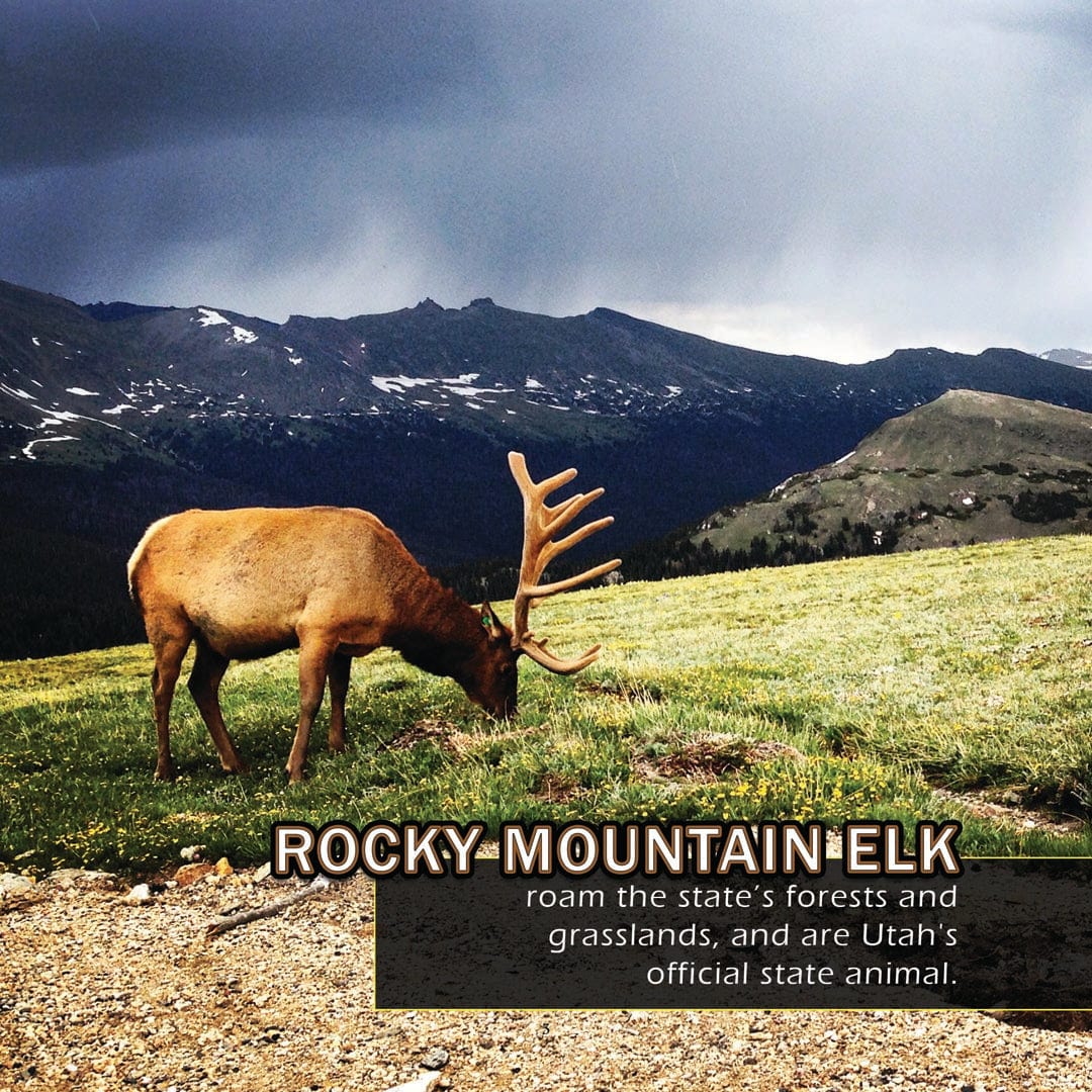 Animals of Utah! A My Incredible World Picture Book for Children