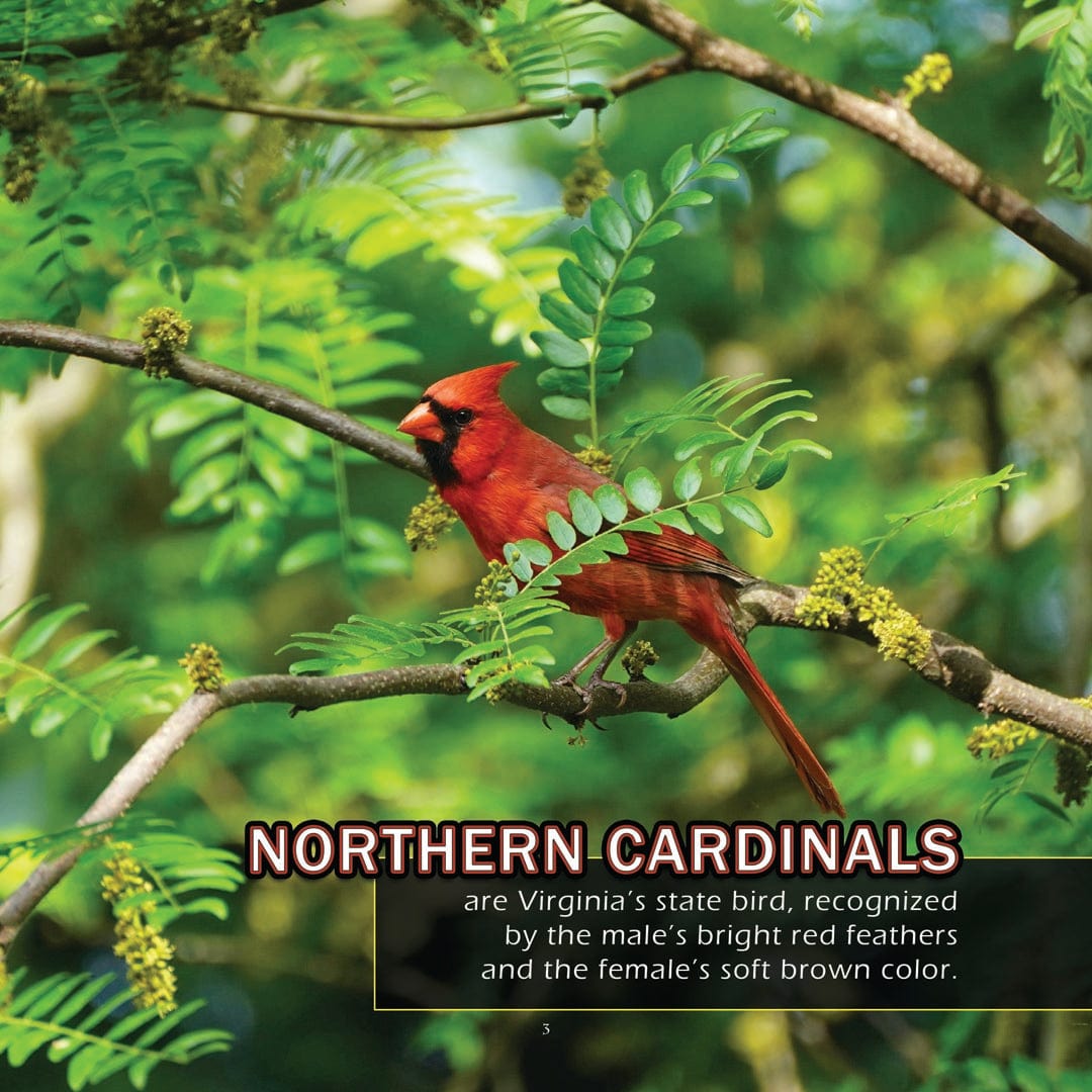 Animals of Virginia! A My Incredible World Picture Book for Children