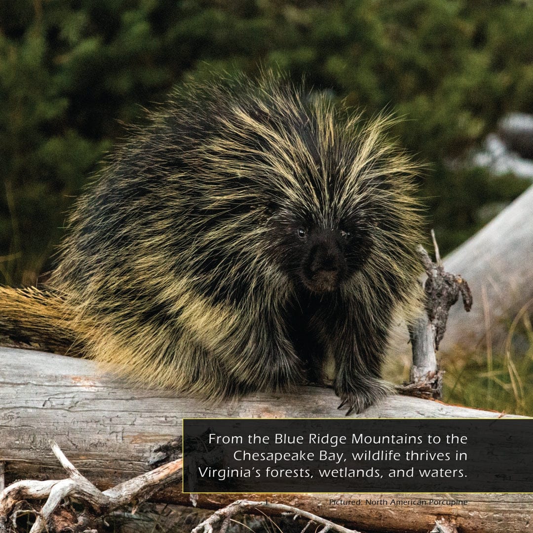 Animals of Virginia! A My Incredible World Picture Book for Children