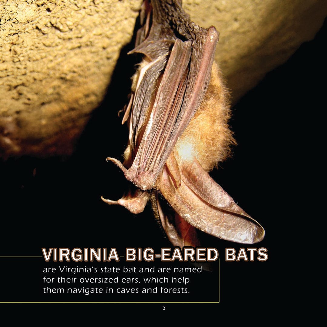 Animals of Virginia! A My Incredible World Picture Book for Children