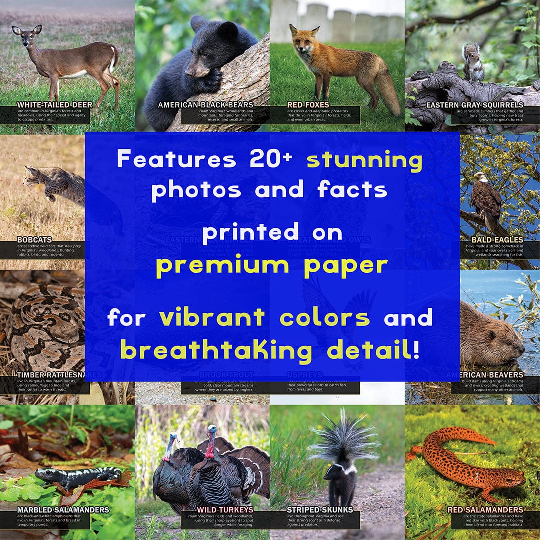 Animals of Virginia! A My Incredible World Picture Book for Children
