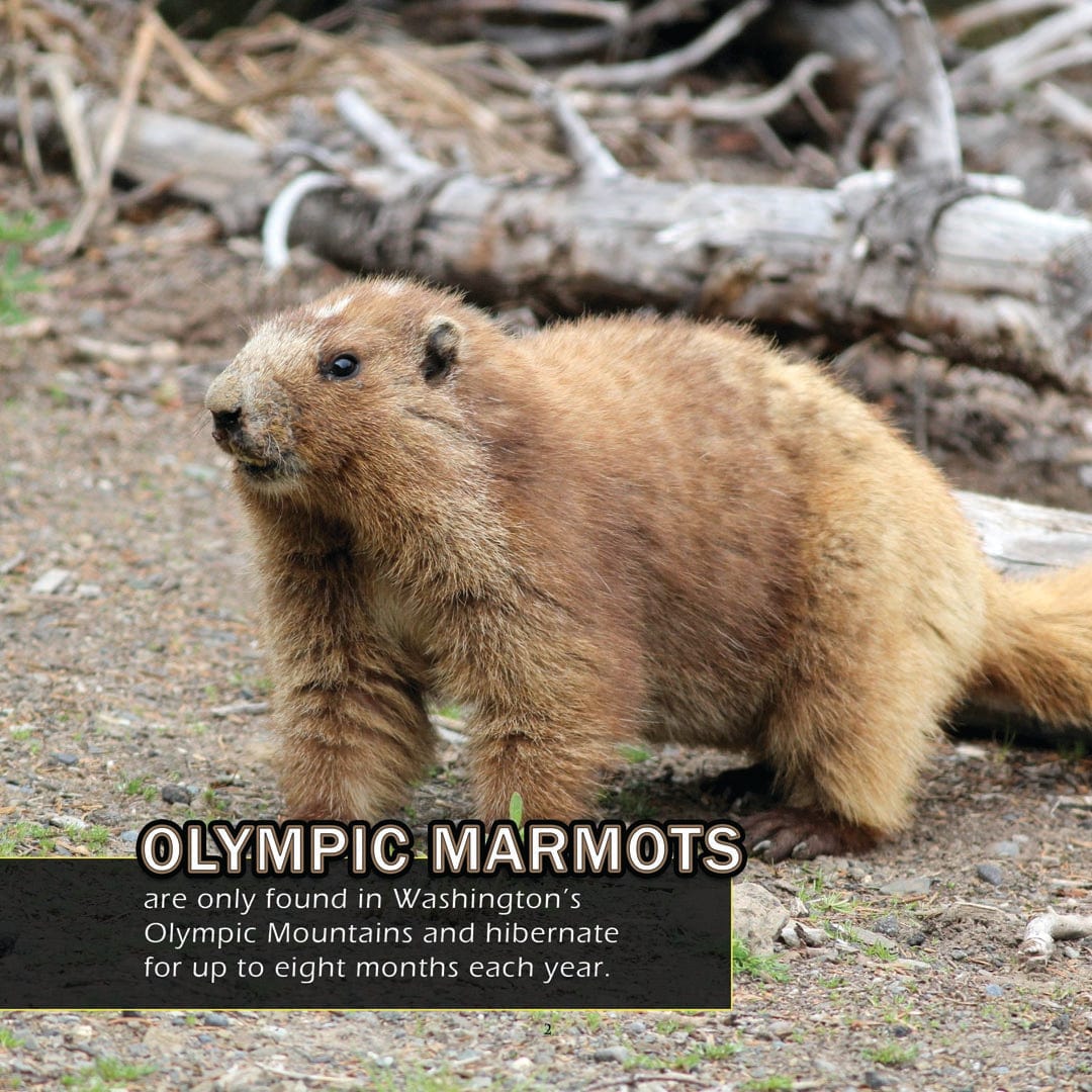 Animals of Washington! A My Incredible World Picture Book for Children