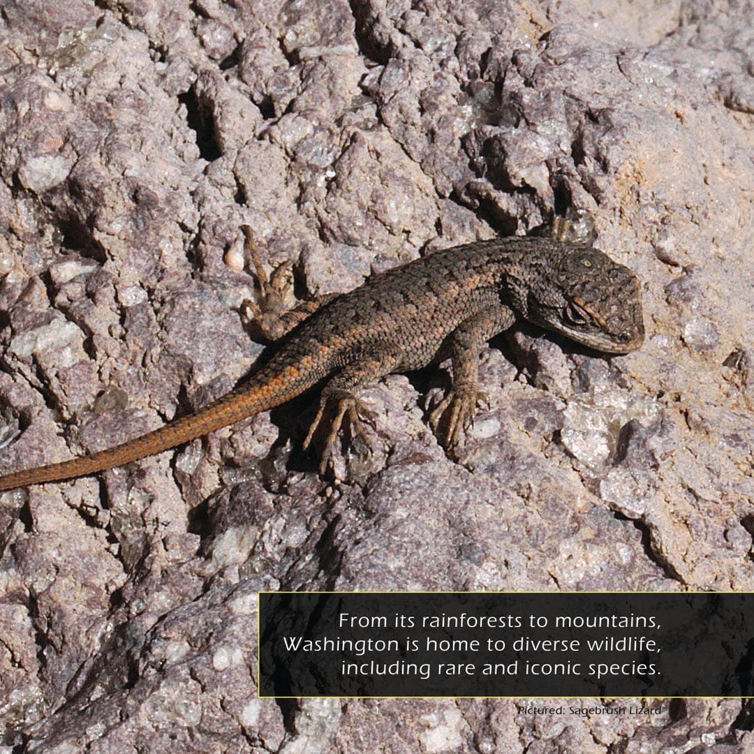 Animals of Washington! A My Incredible World Picture Book for Children