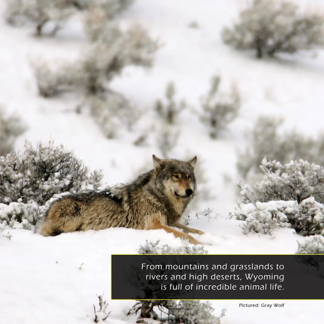 Animals of Wyoming! A My Incredible World Picture Book for Children