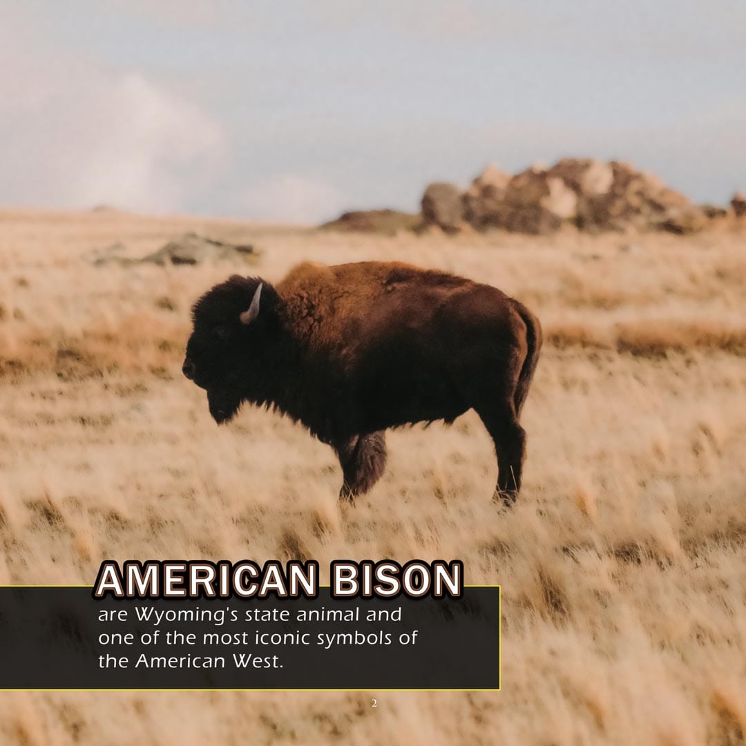 Animals of Wyoming! A My Incredible World Picture Book for Children