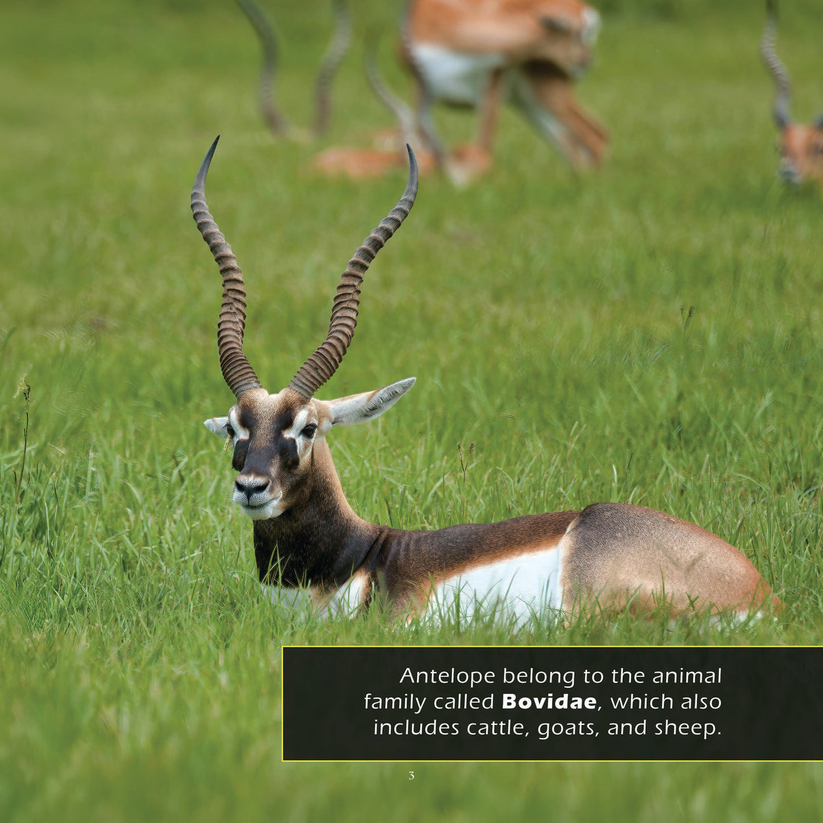 Antelope! A My Incredible World Picture Book for Children