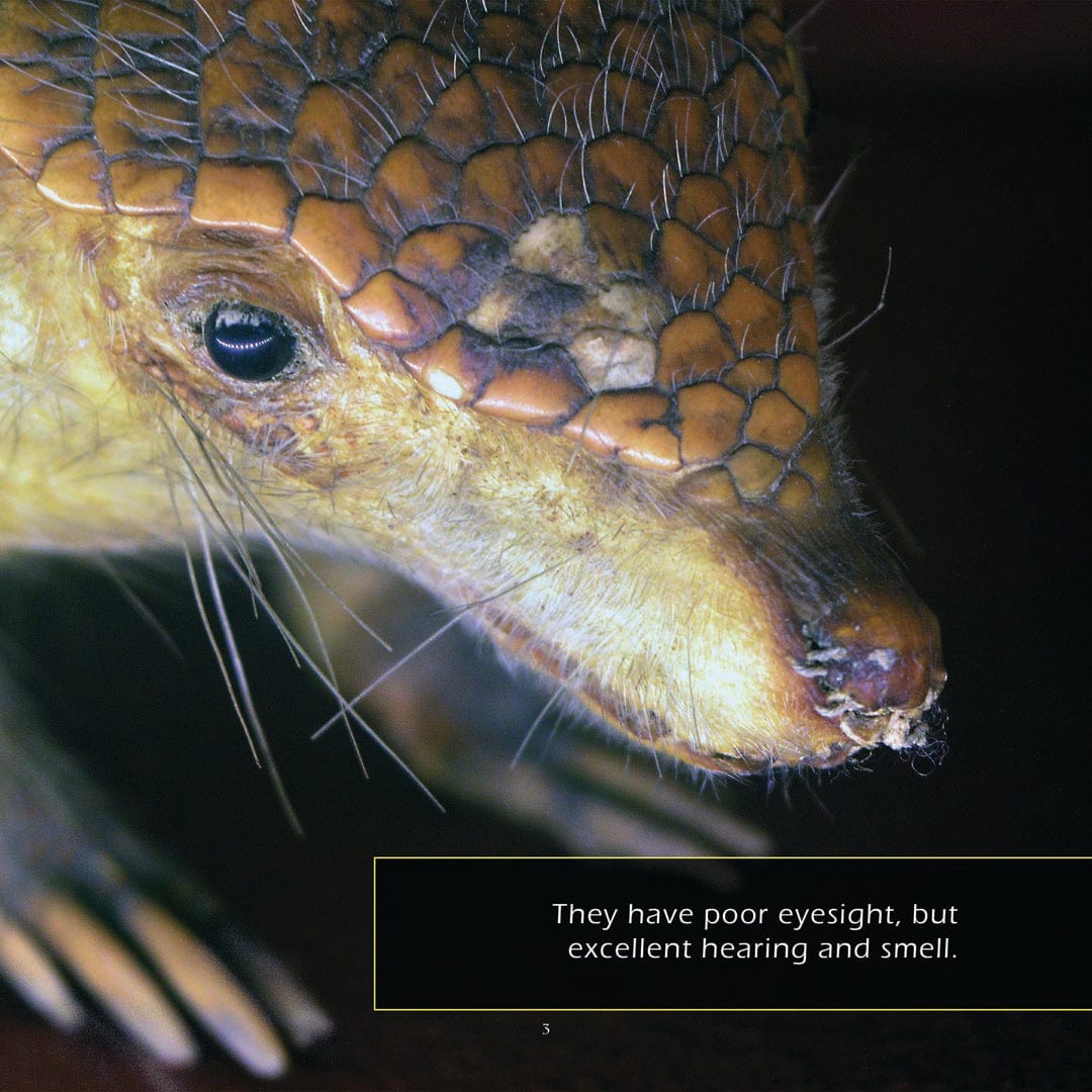 Armadillos! A My Incredible World Picture Book for Children