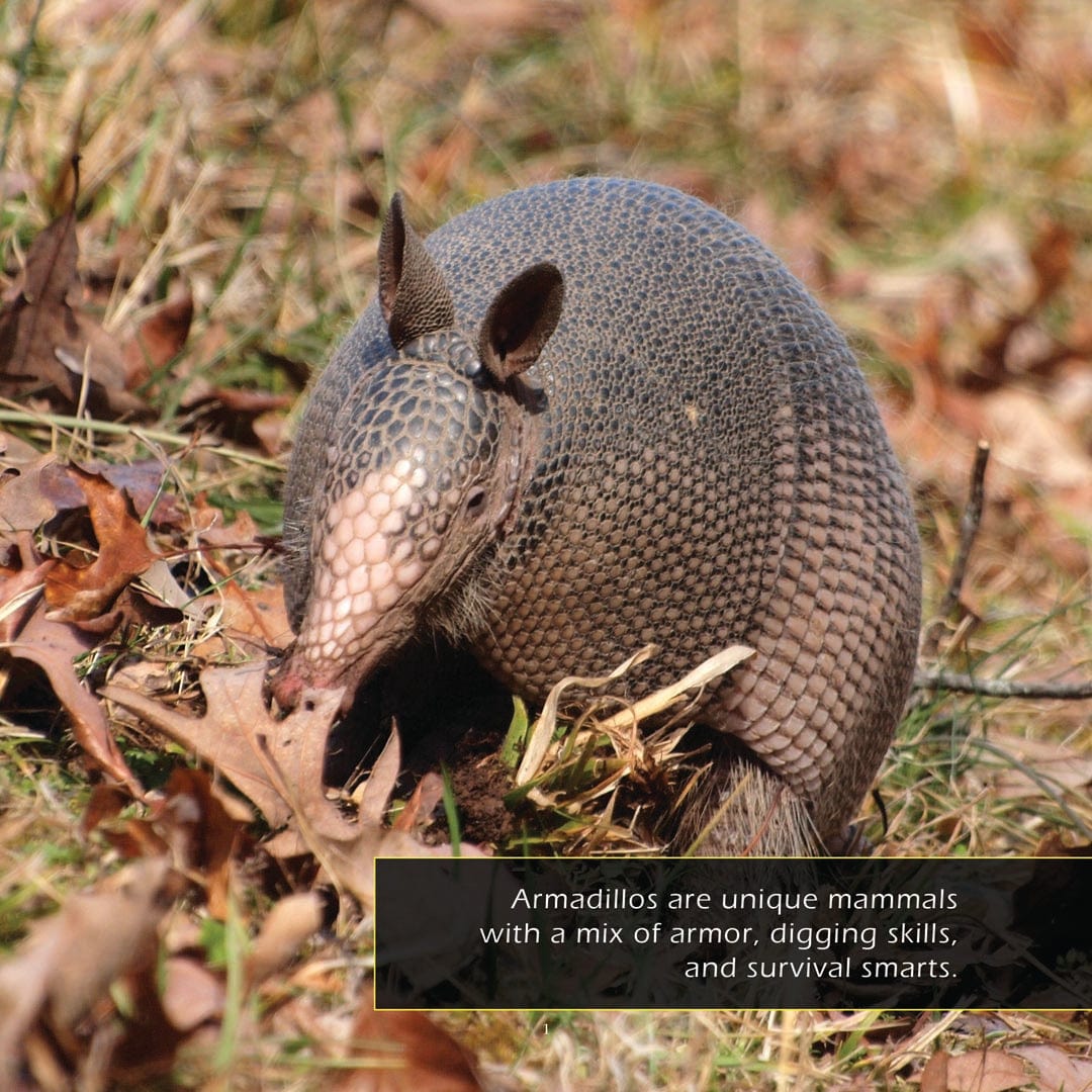 Armadillos! A My Incredible World Picture Book for Children
