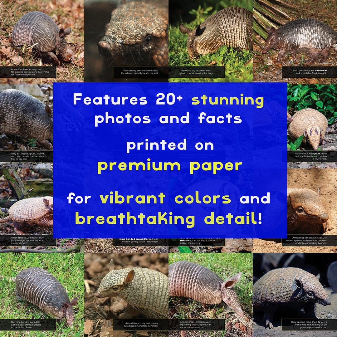 Armadillos! A My Incredible World Picture Book for Children