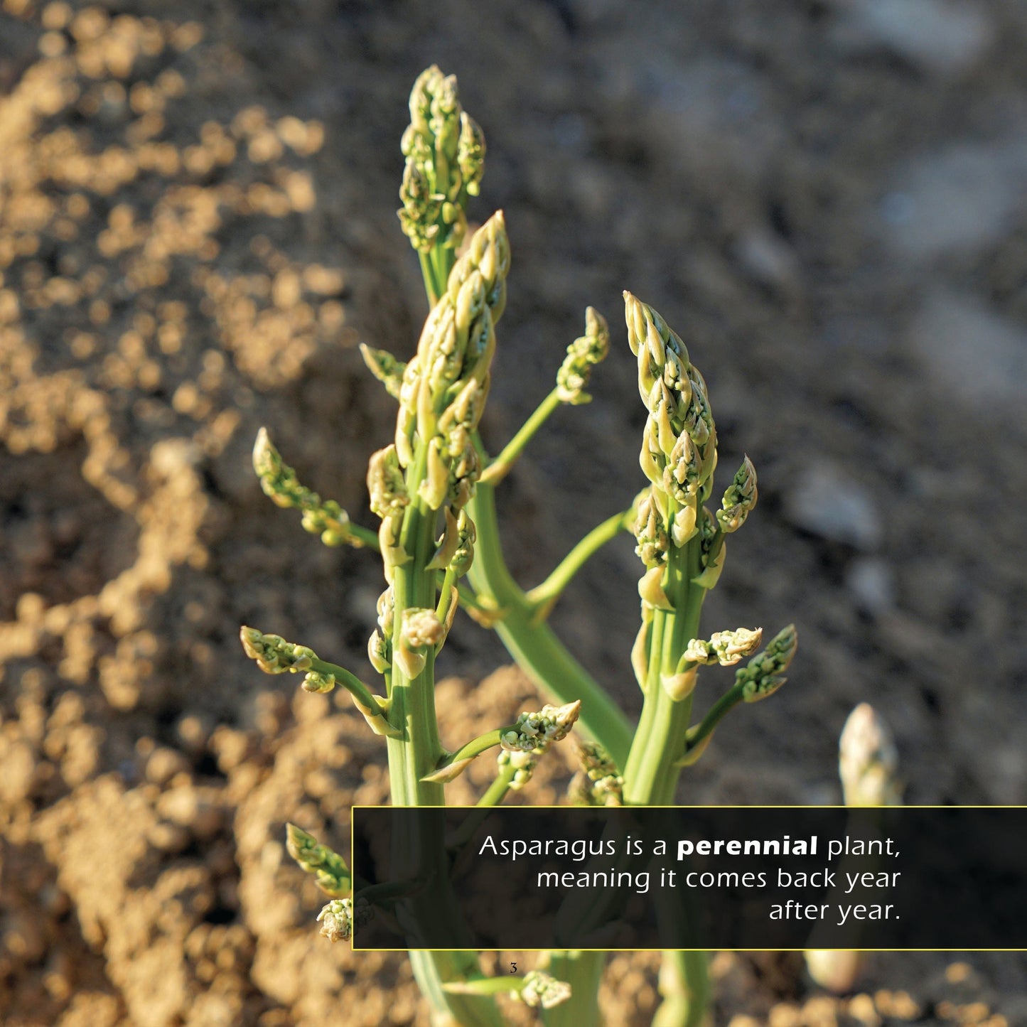 Asparagus! A My Incredible World Picture Book for Children