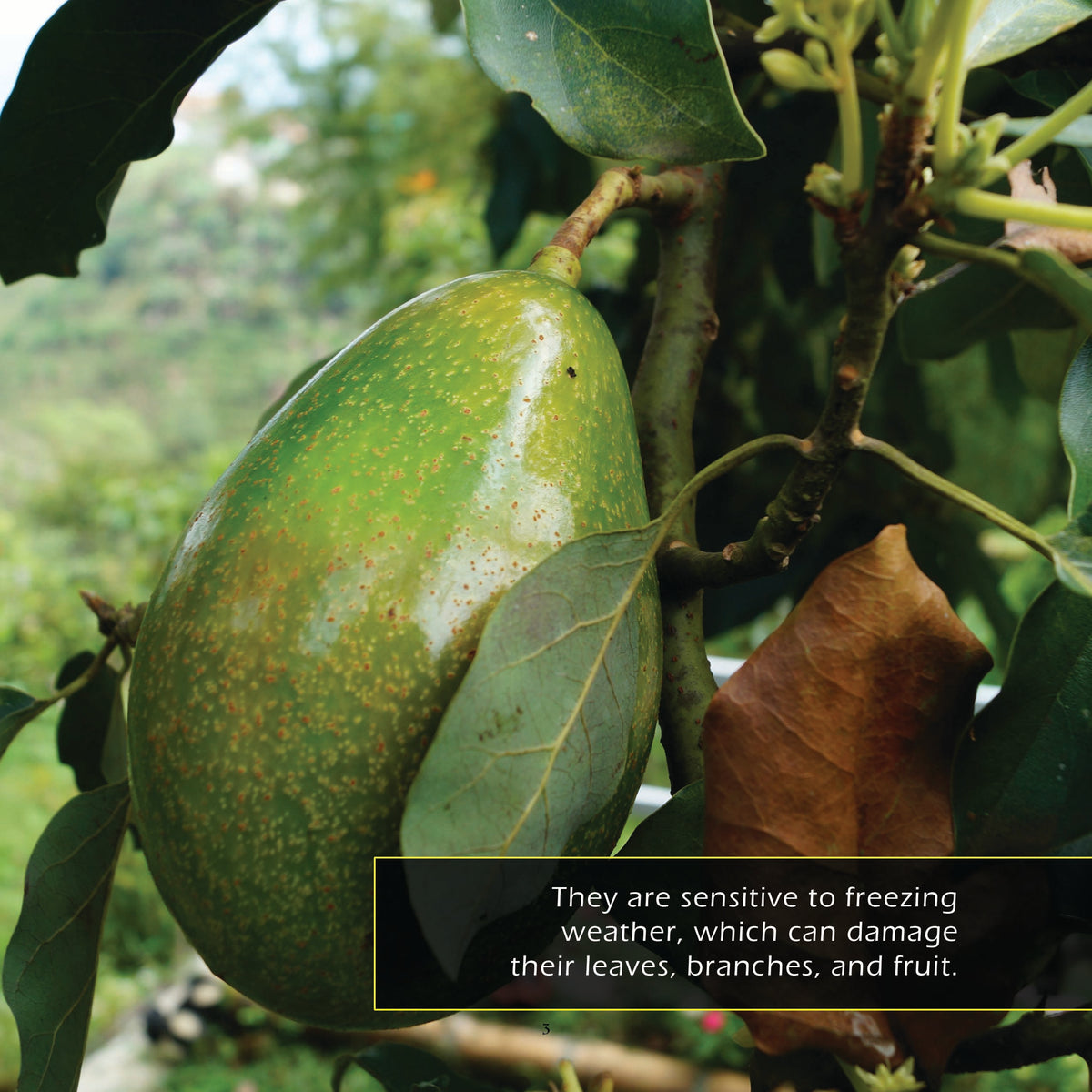 Avocados! A My Incredible World Picture Book for Children